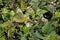 Mungbean leaf disease from pathogen