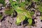 Mungbean leaf disease from pathogen