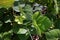 Mungbean leaf spot and blight symptom from pathogen