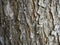 Munggur, Trembesi, Rain Tree (Samanea saman) tree bark, natural wallpaper and background