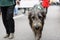 MUNICH, BAVARIA, GERMANY - MARCH 13, 2016: grey Irish wolfhound walking on the street at the St. Patrick`s Day Parade on March 13