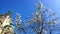 Munich, Germany :Magnolia stellata tree and Bavarian National Museum