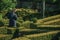 Municipal employee gardening a lush green yard