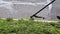 A municipal worker in an lawn mower mows fresh, green grass on the lawn near residential building.