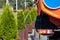 Municipal worker watering thuja trees with sprinkler truck