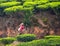 MUNNAR, INDIA - FEBRUARY 18, 2013: An unidentified Indian woman