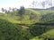Munnar in kerala tea garden