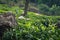 Munnar tea plantation kerala india green