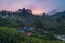 Munnar tea plantation at sunset kerala india green little village