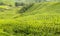 Munnar tea plantations