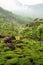 Munnar tea plantations india