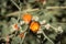 Munro\\\'s orange globe mallow, also known as Munro\\\'s Globemallow with a blurred saguaro cactus in the