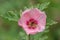 Munros globemallow sphaeralcea munroana