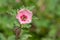 Munros globemallow sphaeralcea munroana flower