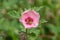 Munros globemallow sphaeralcea munroana flower