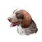 Munsterlander large dog breed, German purebred pet digital art