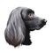 Munsterlander large, German originated dog digital art illustration portrait. Profile closeup of breed purebred offshoot of the
