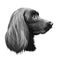 Munsterlander large, German originated dog digital art illustration portrait. Profile closeup of breed purebred offshoot of the