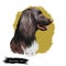 Munsterlander small, German dog digital art illustration. Hunting pointing and retrieving type of purebred animals