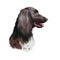 Munsterlander small, German dog digital art illustration. Hunting pointing and retrieving type of purebred animals. Portrait