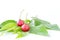 Muntingia calabura, Asian cherry fruit