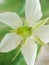Muntingia calabura flower