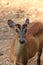 Muntjac Barking deer