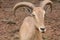 Muntjac Barking deer in brush