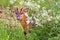 Muntjac deer looking through cow parsley hedge