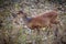 Muntjac deer portrait