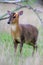 Muntjac, Muntiacus reevesi