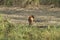 Muntjac in Thong Pha Phum National Park