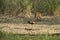 Muntjac in Thong Pha Phum National Park