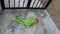 Muppet Kermit doll lying on village pavement