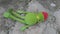 Muppet Kermit doll lying on village pavement