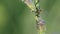 Muravei milking plant louse on stem