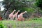 MUrchison falls national park, Uganda