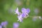 Murdannia giganteum flowers blossom is nature background