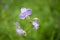 Murdannia giganteum flowers blossom is nature background