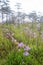 Murdannia giganteum, Thai purple flower and Pine forest