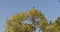 Murder of crows flying in and landing on a tree canopy of an oak tree in spring