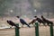 A murder of crows perched on a lakeside fence