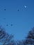 A murder of crows silhouetted by the moon fly over the forest