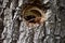 murder hornet nest entrance with guardians
