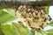 The murder hornets are building their nest on a tree branches