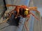 murder hornets vespa mandarinia