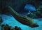 Murena spotted sea snake at deep blue sea near the corals cl