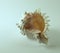 Murex Seashell Isolated on a White Background