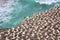 Muriwai Gannet Colony