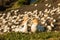 Muriwai Gannet Colony, Muriwai Regional Park, near Auckland,North Island , New Zealand